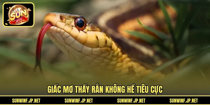 Giấc mơ thấy rắn không hề tiêu cực 